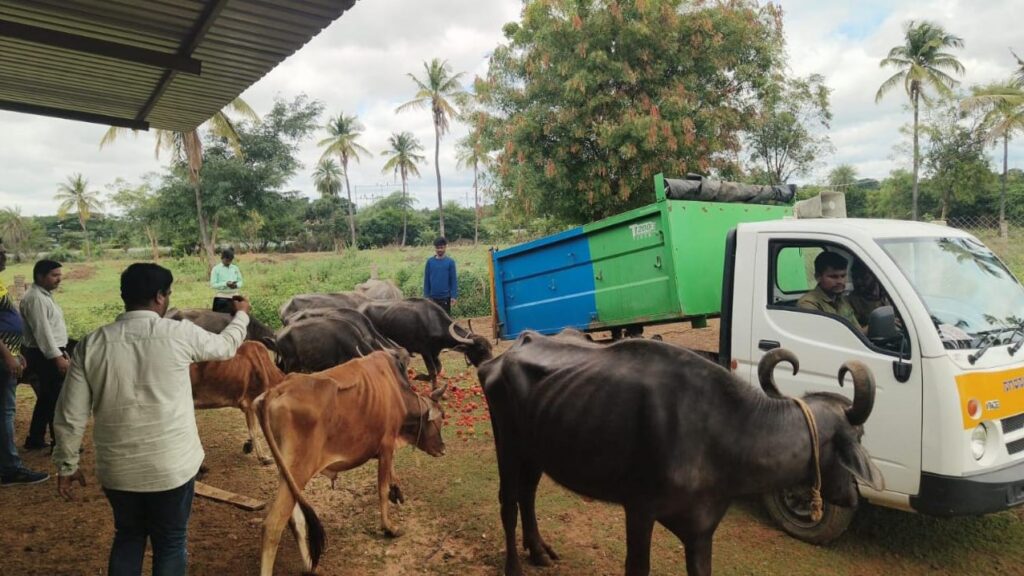 Arasikere Municipal Council staff at work on the innovative garbage segregation, disposal and cow-feeding project.