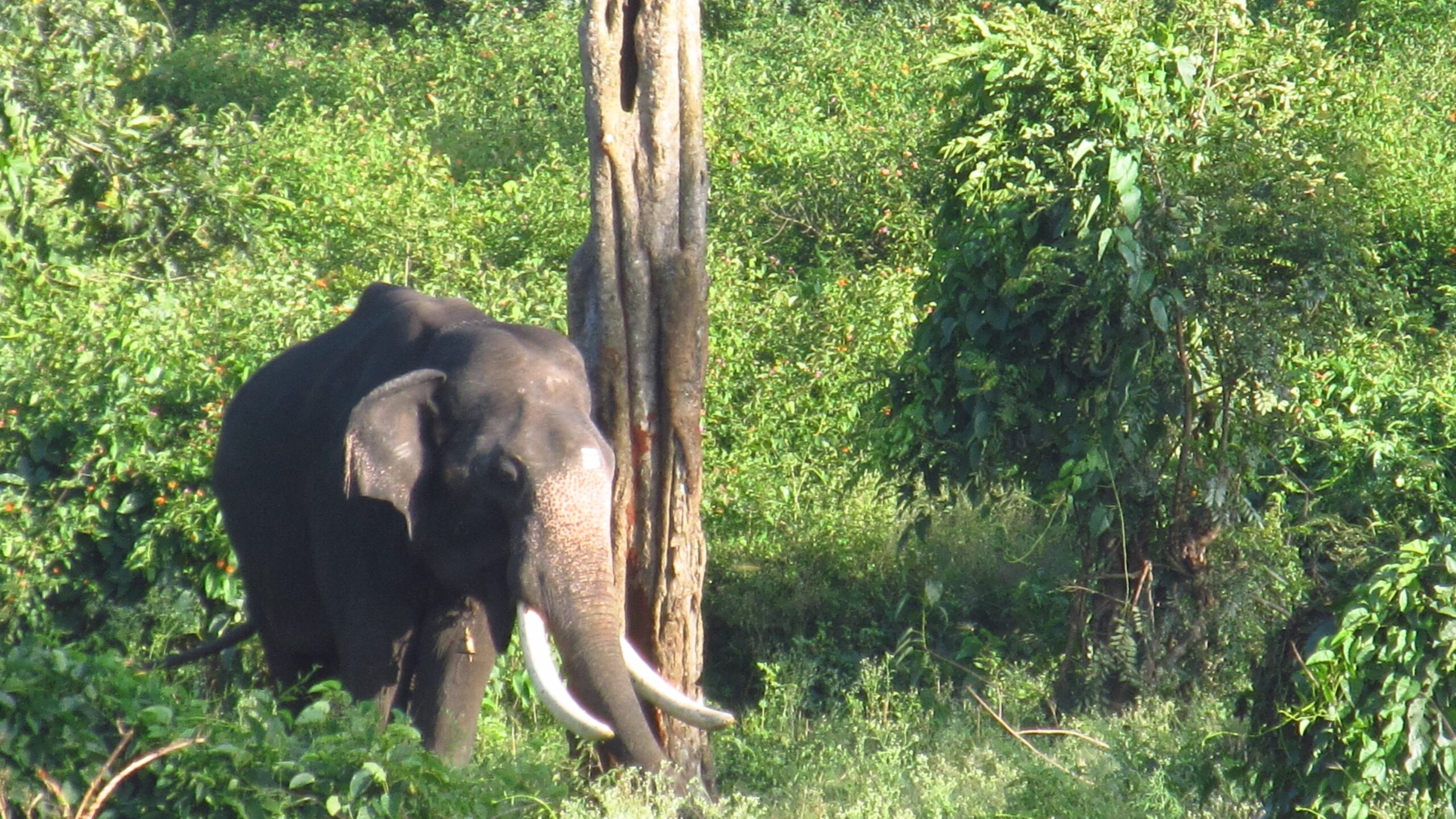 An Indian elephant - picture for representation only