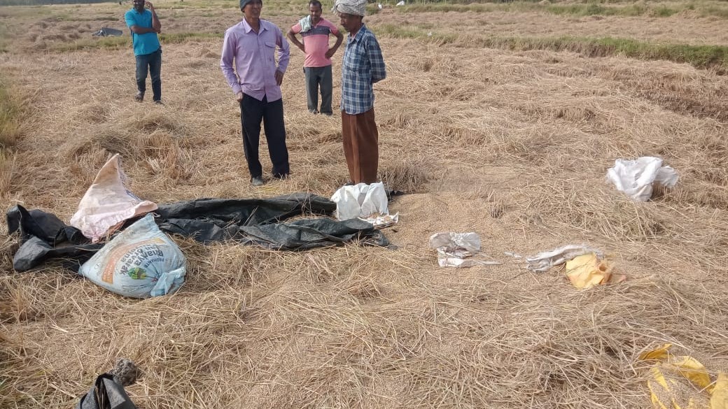 The remains of paddy crop left by the elephants.