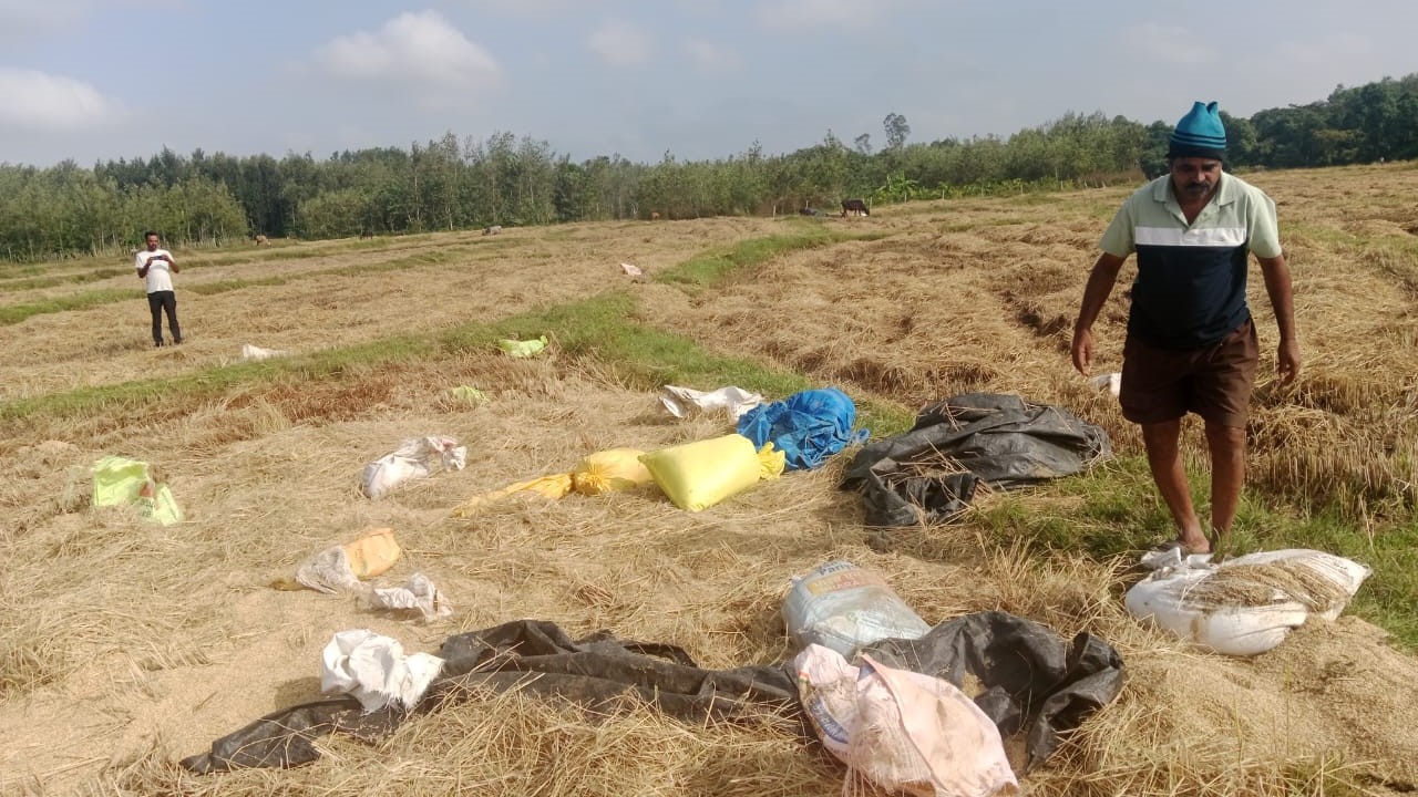 The remains of paddy crop left by the elephants.