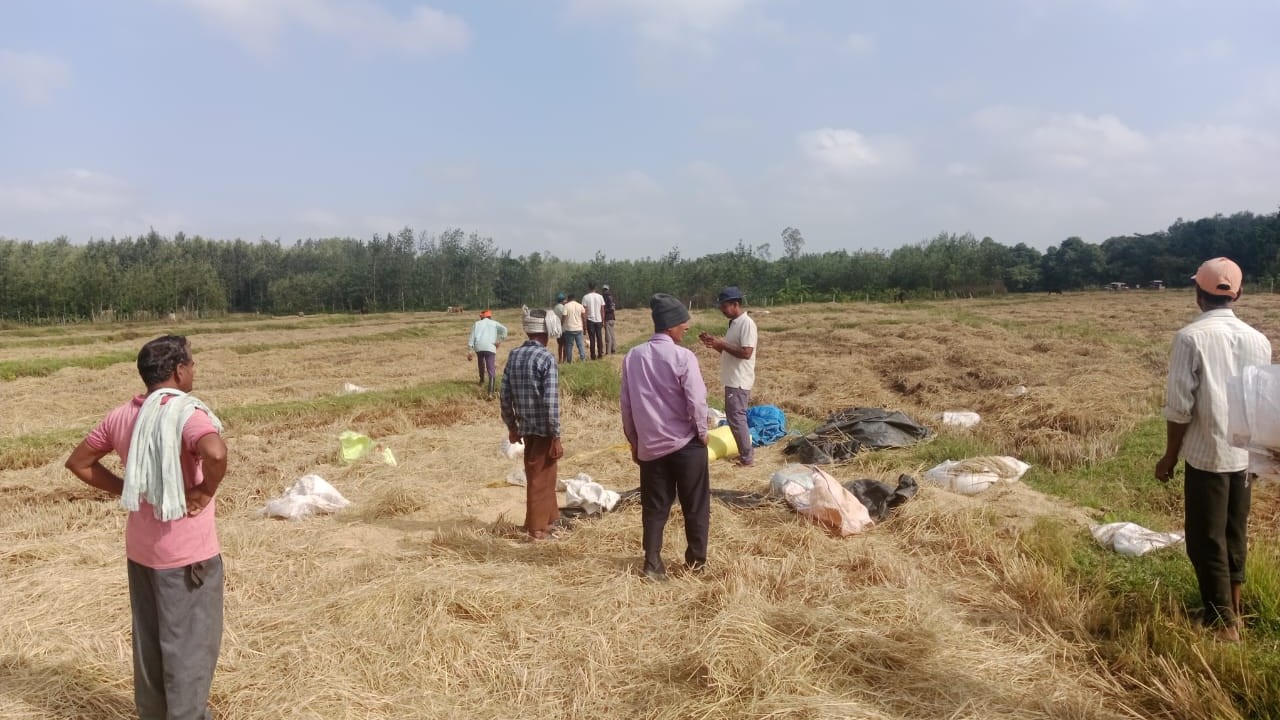 The remains of paddy crop left by the elephants.