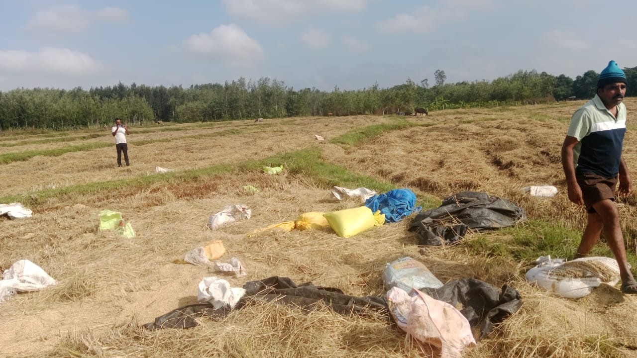 The remains of paddy crop left by the elephants.